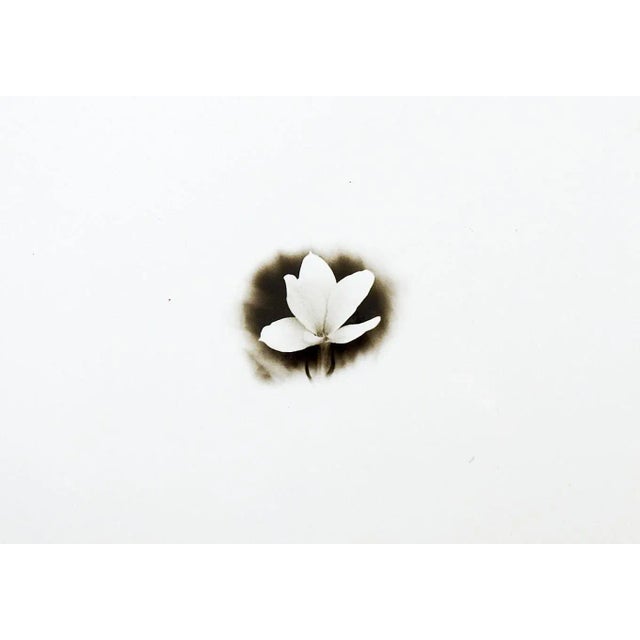 Contemporary Vintage Mid Century Silver Gelatin Flower Photograph For Sale - Image 3 of 3
