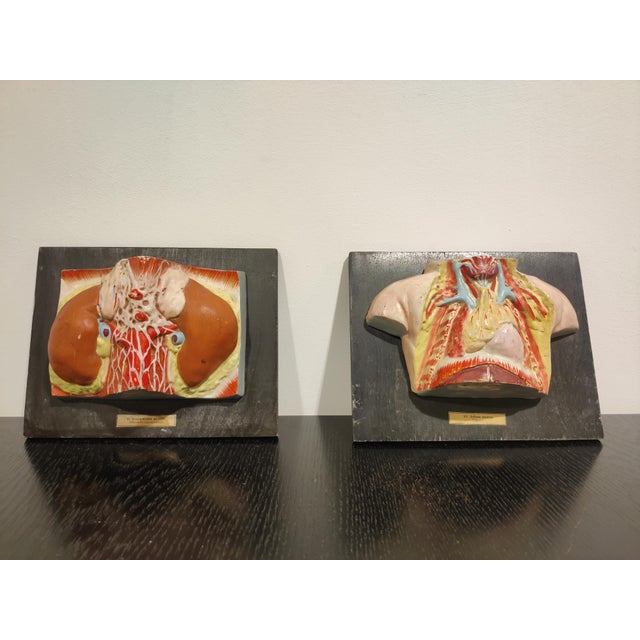 Vintage educational anatomical modells used in a soviet school in the 1950s-1960s. Can be used as a wall decor or...