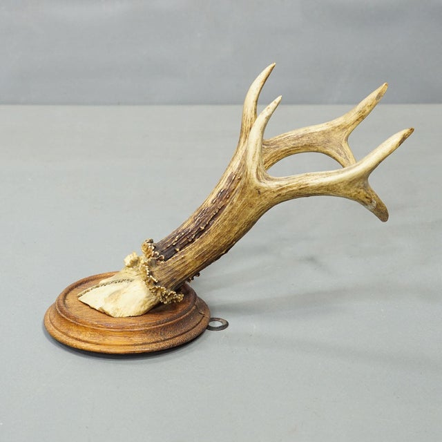 Antique Set of Six Roe Deer Trophies on Turned Plaques Germany ca.1900s A rare set of six antique roe deer (Capreolus...