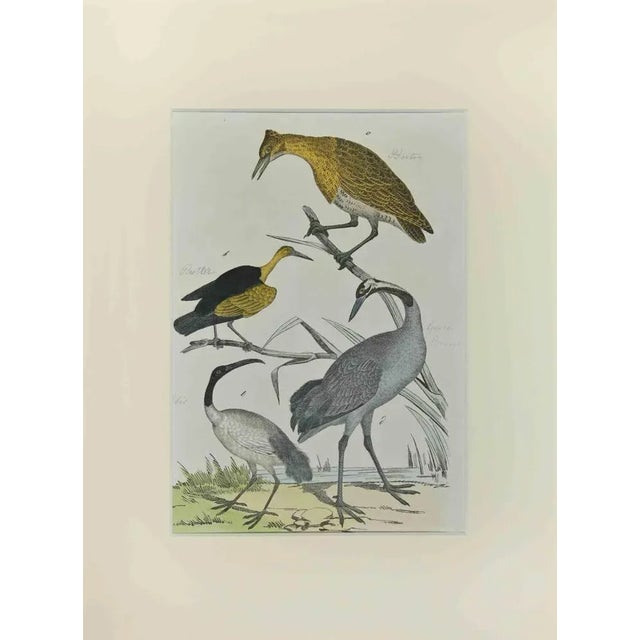 Bittern is an Etching hand colored realized by Gotthilf Heinrich von Schubert - Johann Friedrich Naumann, Illustration...