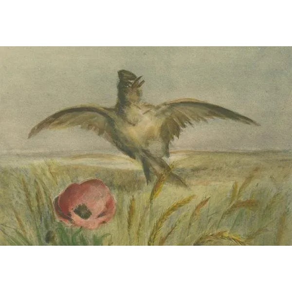 Giacomelli, Lark Among Poppies, 1891, Print For Sale - Image 4 of 7