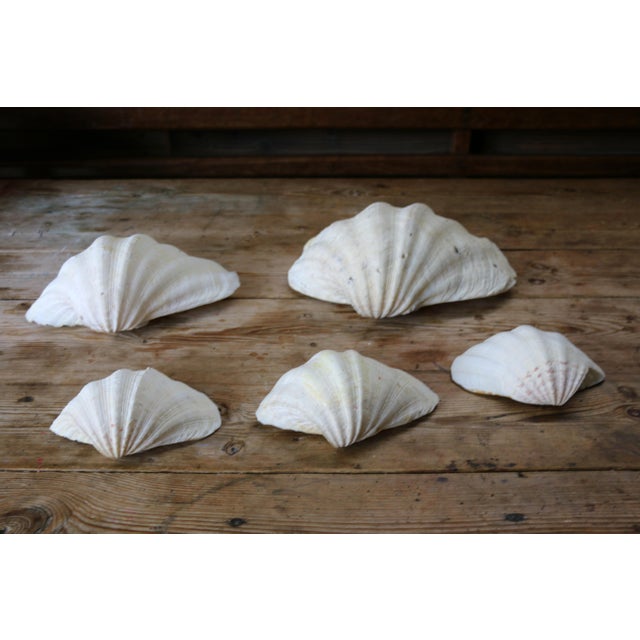Set of 5 Large Natural Nautical Seashells | Coastal Beach House Decor | Organic Sculptural Display For Sale - Image 12 of 18