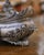 Silver 19th Century French Louis XV Rococo Silvered Oval Table Jardinière With Cherubs For Sale - Image 8 of 10