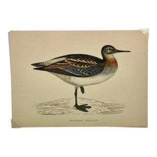 Antique Bird Print From England Showcasing a Red Necked Phalarope - Circa 1880 For Sale