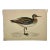 Antique Bird Print From England Showcasing a Red Necked Phalarope - Circa 1880 For Sale