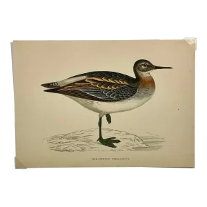 Antique Bird Print From England Showcasing a Red Necked Phalarope - Circa 1880