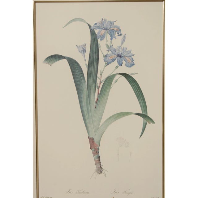 Vintage Iris Botanical Prints After Pierre-Joseph RedoutT - A Pair For Sale - Image 4 of 13