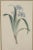 Vintage Iris Botanical Prints After Pierre-Joseph RedoutT - A Pair For Sale - Image 4 of 13