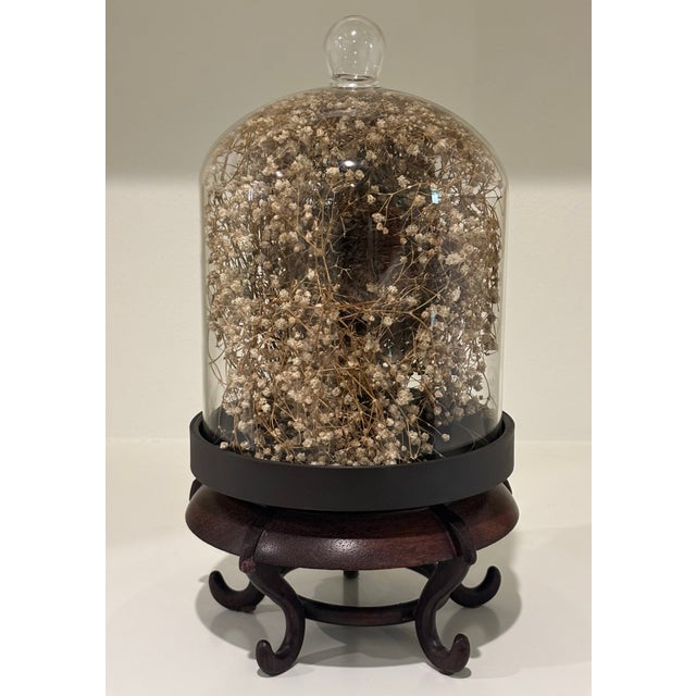 Cabinet of Curiosities Glass Cloche With Bird’s Nest Wrapped in Dried Gypsophila on Decorative Asian Wooden Stand Use as...
