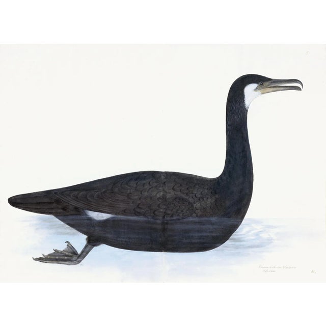 Paper Cormorant Plate 10 by Olof Rudbeck (Cfa-Wd) For Sale - Image 7 of 7