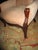 Antique Walnut Renaissance Revival Hand Carved With Ladies Face Parlor Chair For Sale In Columbia, SC - Image 6 of 12