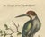 The Surinamese Kingfisher Bird with the Swallow Tail, 1749, Paper For Sale - Image 6 of 8