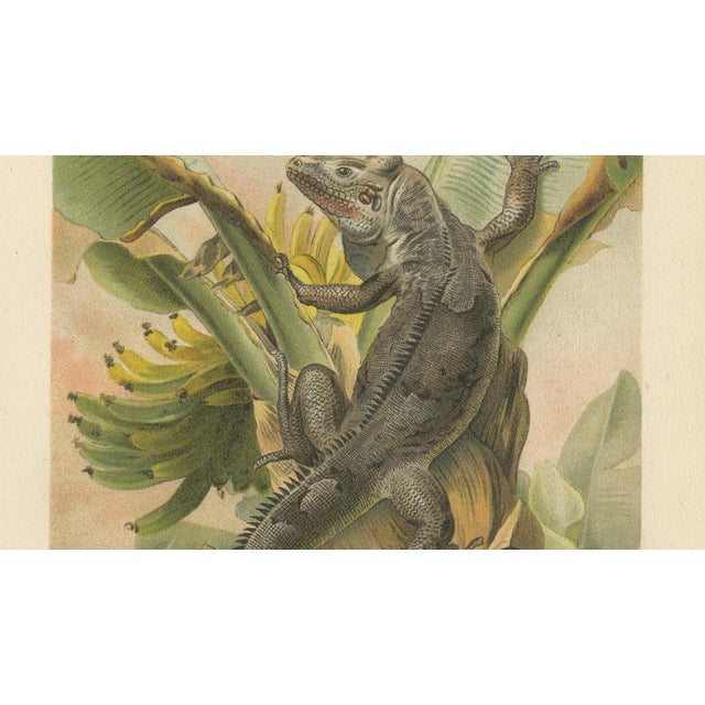 P. J. Smit, The Black Iguana on Banana Tree, 1895, Color Lithograph For Sale - Image 6 of 9