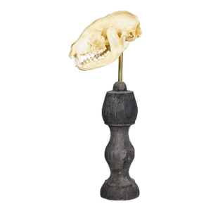 Antique Real Skull of a Badger, Germany Ca. 1900s