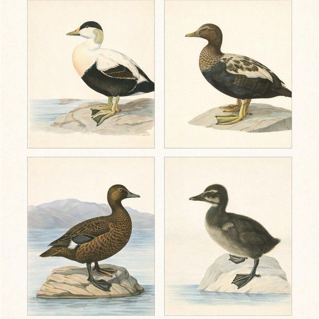 Antique Eider Duck Lithographs, Somateria Mollissima, Sweden, 1929, Set of 4 For Sale