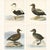 Antique Eider Duck Lithographs, Somateria Mollissima, Sweden, 1929, Set of 4 For Sale