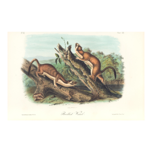 1851 Audubon Quadruped Octavo Lithograph "Plate 60 Bridled Weasel"