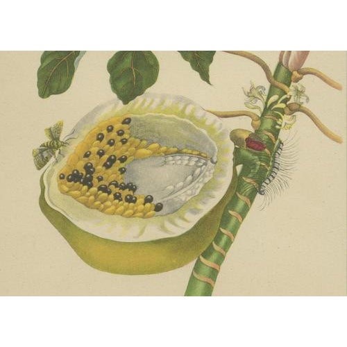 After Merian, Papaya and Insects Plate 45, 19th Century, Hand-Coloured Lithograph For Sale - Image 3 of 10