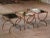Set of 3 Early 20th Century French Art Deco Gilt Iron Nesting Tables For Sale - Image 9 of 10