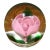 Selkirk Scottish Art Glass Pink Rose Paperweight For Sale
