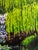 Contemporary Steve Schaaf Among the Water Lilies Oil Painting For Sale - Image 9 of 11