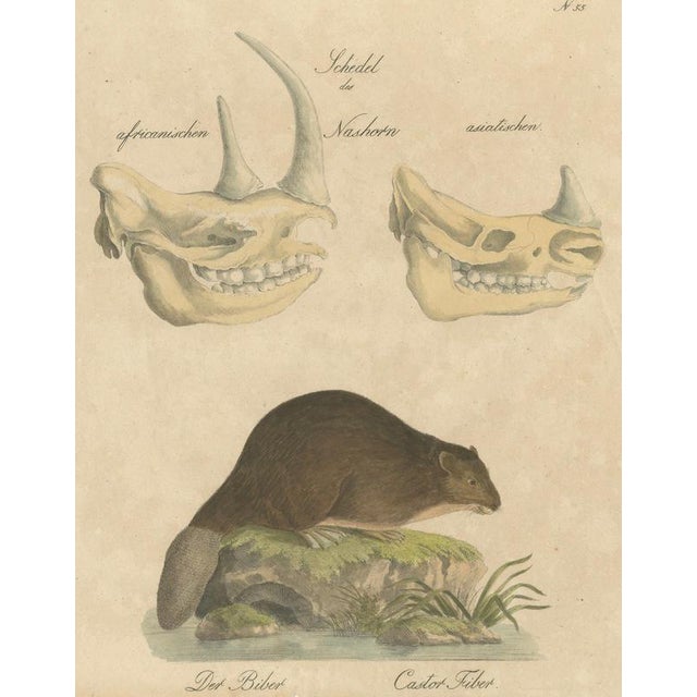 Karl Joseph Brodtmann, Beaver and African & Asian Rhinoceros Skull Studies, 1816, Paper For Sale