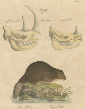 Karl Joseph Brodtmann, Beaver and African & Asian Rhinoceros Skull Studies, 1816, Paper