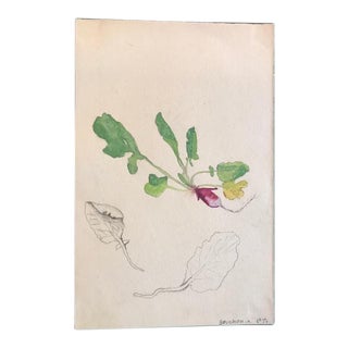 French Radish & Foliage Watercolor Design Study Painting For Sale