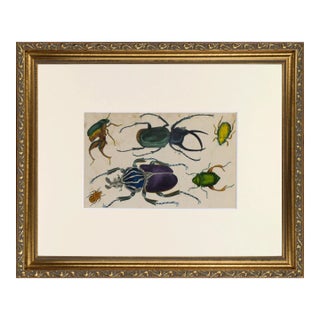 19th Century Antique English Hand Colored Entomological Engraving of Beetles For Sale