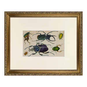 19th Century Antique English Hand Colored Entomological Engraving of Beetles