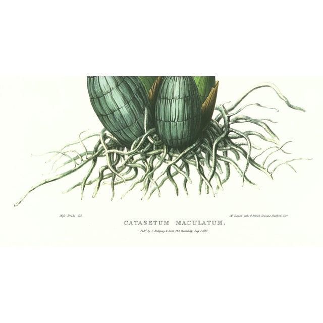 Realism Large 1973 Orchid Flower Lithograph "Catasetum Maculatum (Spotted Catasetum)" After James Bateman For Sale - Image 3 of 7