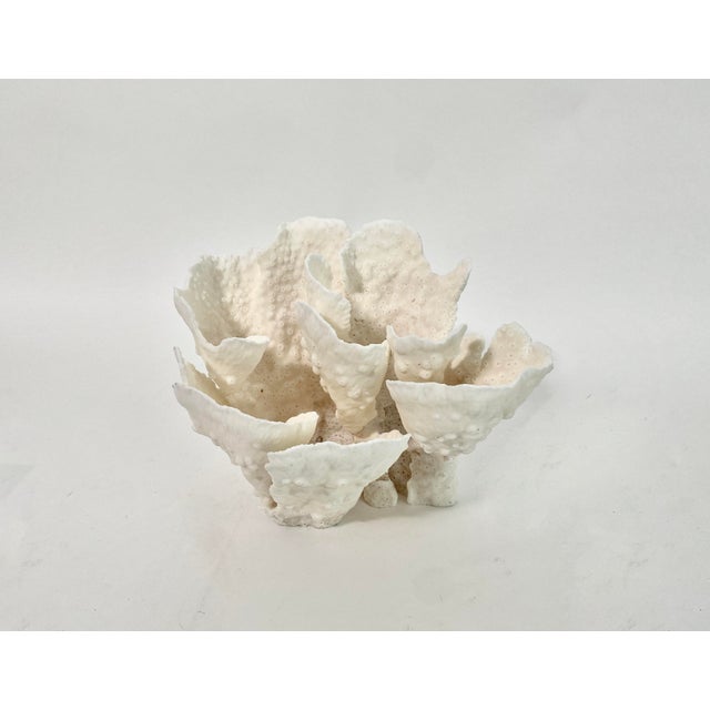 White Natural Cup Coral Specimen For Sale - Image 8 of 8