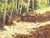 Jerry Greenberg "Mountain Road" Contemporary Realistic Colorado Aspen Tree Landscape Painting, 2019 For Sale - Image 9 of 10