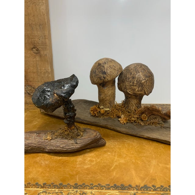 Pair of Late 19th Century French Folk Art Instructional Mushroom Specimens For Sale - Image 10 of 11