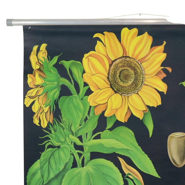 Large Vintage Sunflower School Chart by Jung Koch Quentell, 1973 For Sale - Image 4 of 13