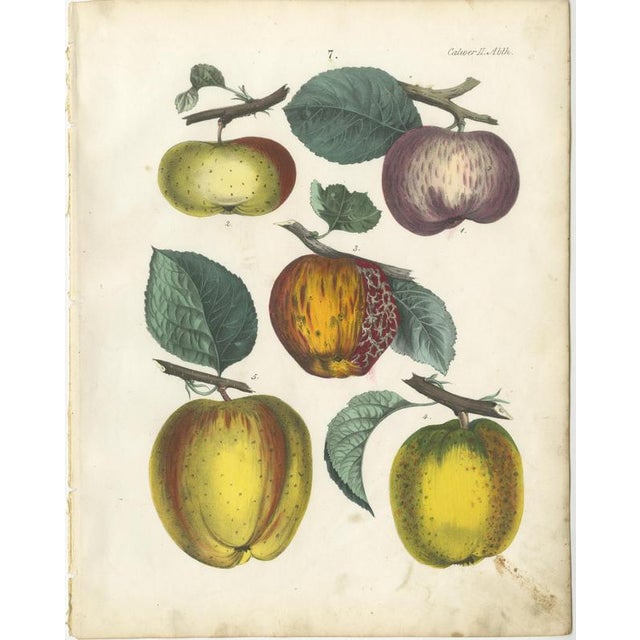 Mid 19th Century Dr. Calwer, Apples and Plums, 1854, Chromolithographs on Paper, Set of 6 For Sale - Image 5 of 9
