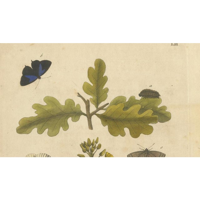 Albin, Butterfly Life Cycle on Oak & Wallflower, 1720, Paper For Sale - Image 4 of 9