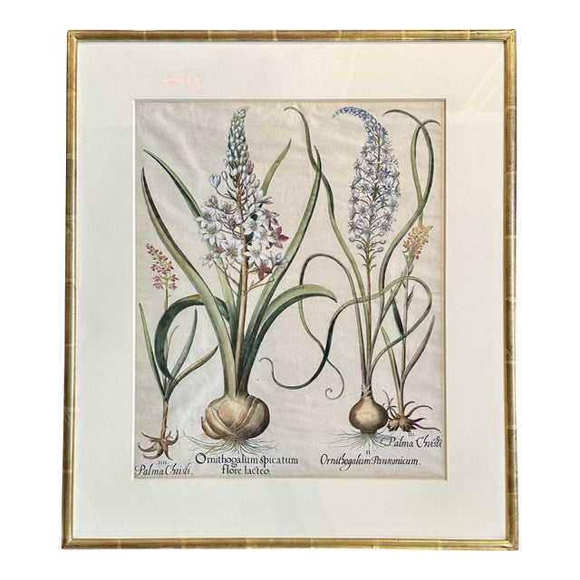 Basilius Besler “Ornithogalum Spicatum,” “Ornithogalum Pannonicum,” “Palma Christi,” Published 1640 For Sale