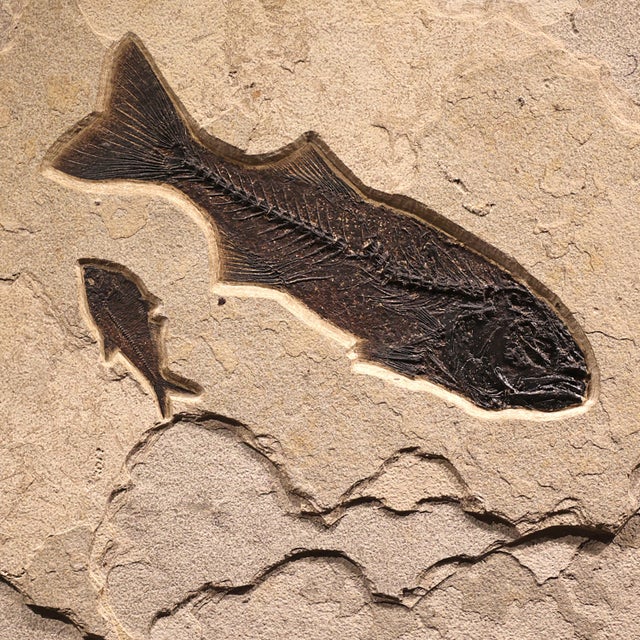 15th Century & Earlier Fossil Fish Mural 7004cm For Sale - Image 5 of 5