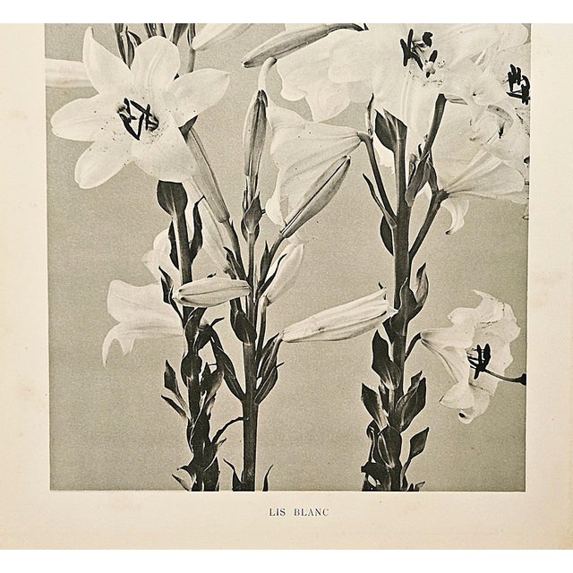 This is a botanical photograph lithograph that came from a 1902 French 4 volume portfolio, "Encyclopedie de la Plante", an...