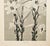 This is a botanical photograph lithograph that came from a 1902 French 4 volume portfolio, "Encyclopedie de la Plante", an...