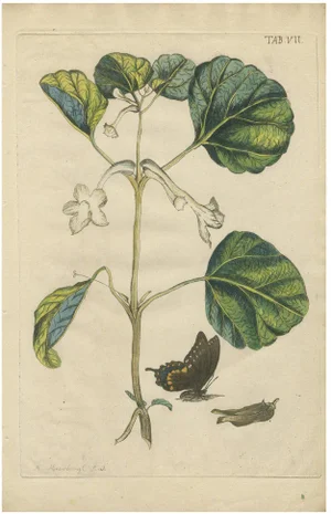 Meerburgh, Hand-Colored Bold Leaves and Butterfly, 1775, Print