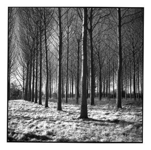 Paul Cooklin, Wickham Skeith VI, 2013, Photograph