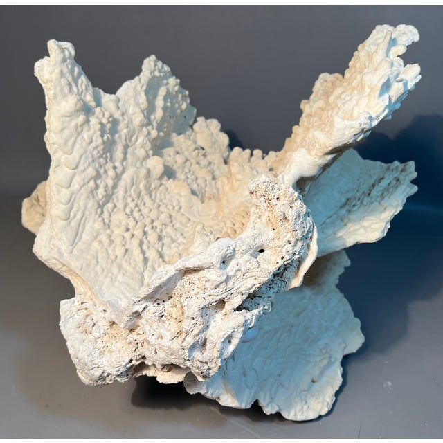 Mid 20th Century 15" White Ridge Coral Farmed Merulina Lettuce Coastal Decor For Sale - Image 5 of 7