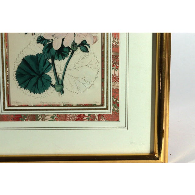 Antique Botanical Prints of Geranium by Robert Sweet For Sale - Image 16 of 18