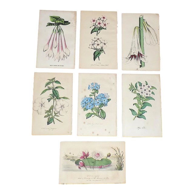 Antique 19th Century Hand Colored Botanical Lithographs - Set of 7 For Sale