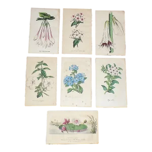 Antique 19th Century Hand Colored Botanical Lithographs - Set of 7