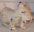 This is a Hubley original cream painted cast iron dog doorstop .The condition is very good.
