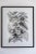 The black and white botanical (Campanumoea Javanica) is a print based on an original charcoal drawing by Stevie Howell....