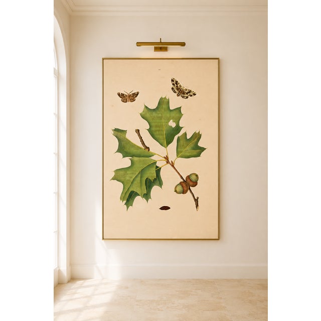 Paper Oak Leaf & Acorn Study With Moths, 1797 Vintage Art Print Reproduction, 40" X 60" For Sale - Image 7 of 11